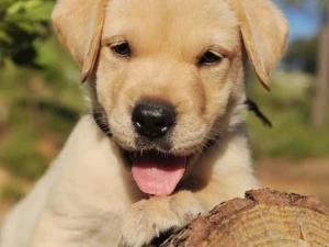 Puppy labrador retriever